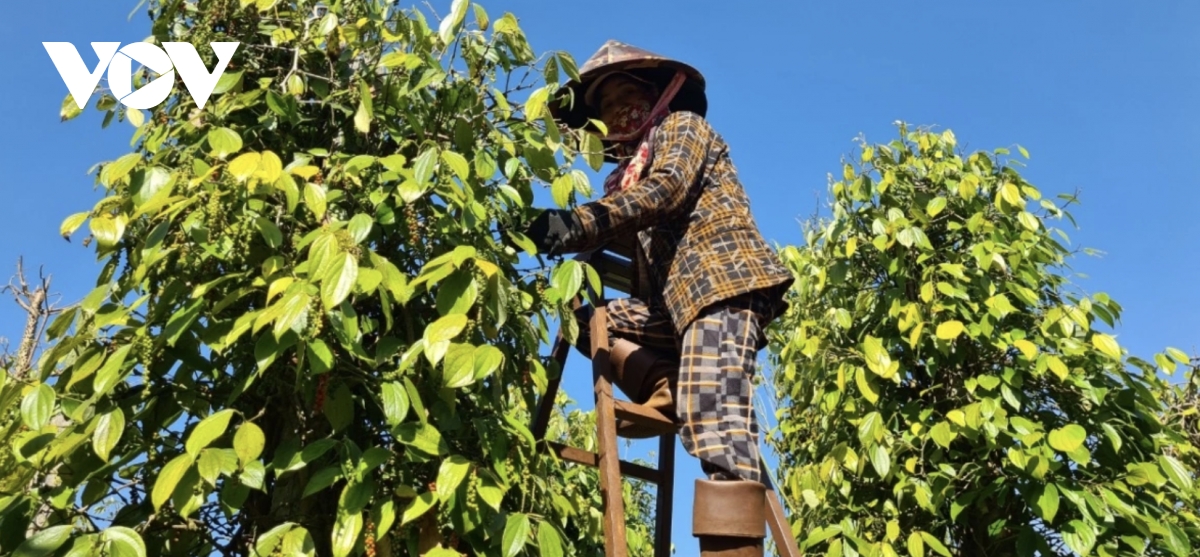 Seven-month pepper exports to Thailand climb over 40%